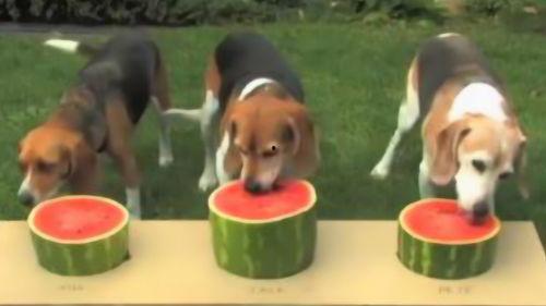 播放大狗狗吃瓜视频下载,萌态十足引网友热议