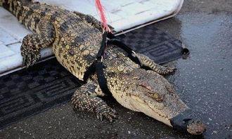 郭杰瑞吃瓜鳄鱼视频,惊险刺激的美食冒险！