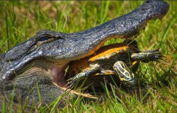 郭杰瑞吃瓜鳄鱼视频,惊险刺激的美食冒险！