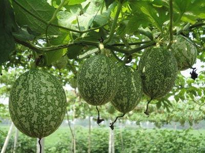 吊瓜能给柯基吃吗视频大全,吊瓜食用指南