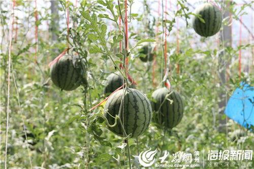 安溪妇幼吃瓜事件视频,一场网络争议的真相揭秘