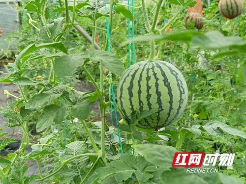 风尚新农人吃瓜视频,揭秘瓜农生活，品味田园瓜香