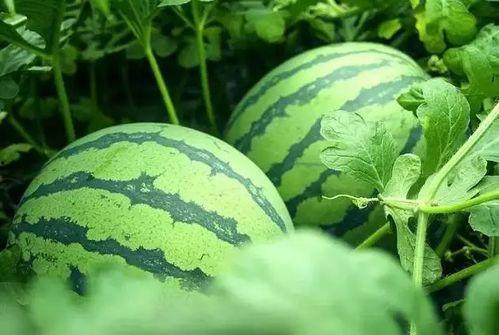 风尚新农人吃瓜视频,揭秘瓜农生活，品味田园瓜香