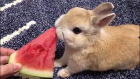 肌肉兔吃瓜视频,揭秘健身圈那些事儿