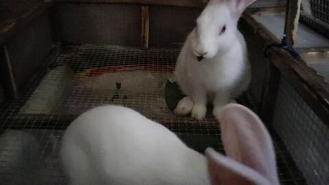 肌肉兔吃瓜视频,揭秘健身圈那些事儿