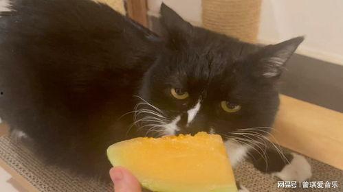 猫怎么吃哈密瓜好呢视频,猫享用哈密瓜的正确姿势与技巧