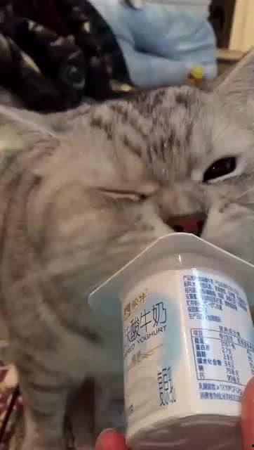 猫怎么吃哈密瓜好呢视频,猫享用哈密瓜的正确姿势与技巧